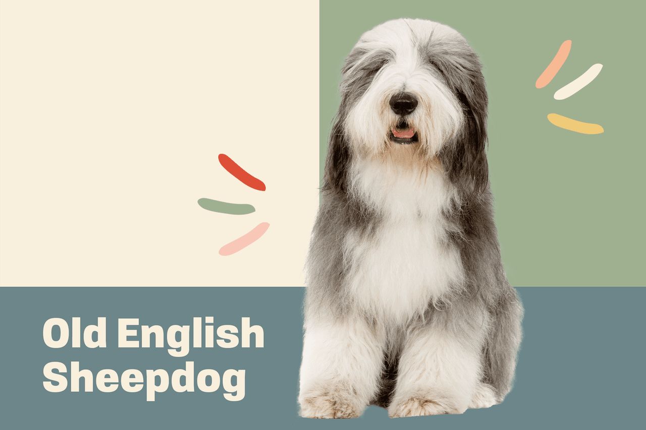 Viejo Pastor Ingles Cachorro  English dogs, Old english sheepdog