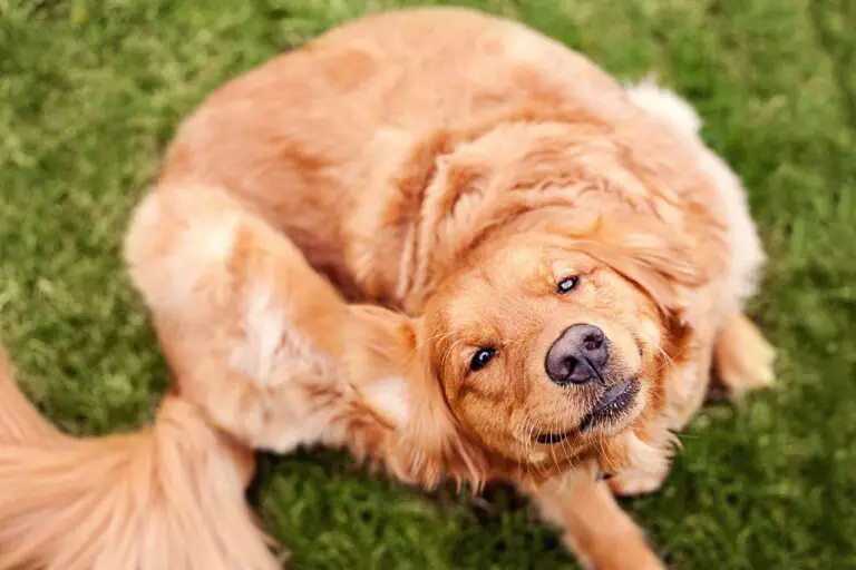 benadryl es seguro para perros a largo plazo.